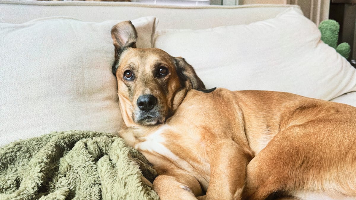 Meet the Internet’s New Favorite Mood: The “Concerned Dog” Trend Post feature image