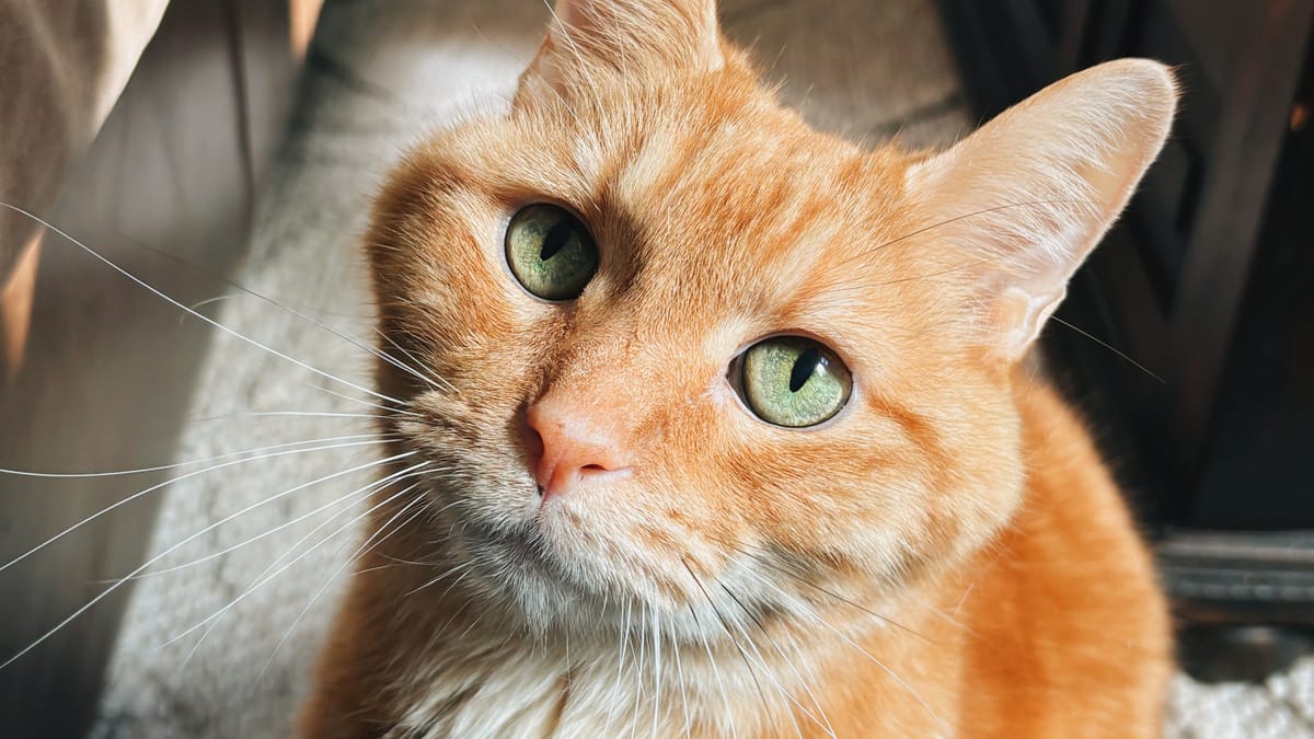 Viral Cat Chaos – The Internet’s New Favorite Trend Post feature image