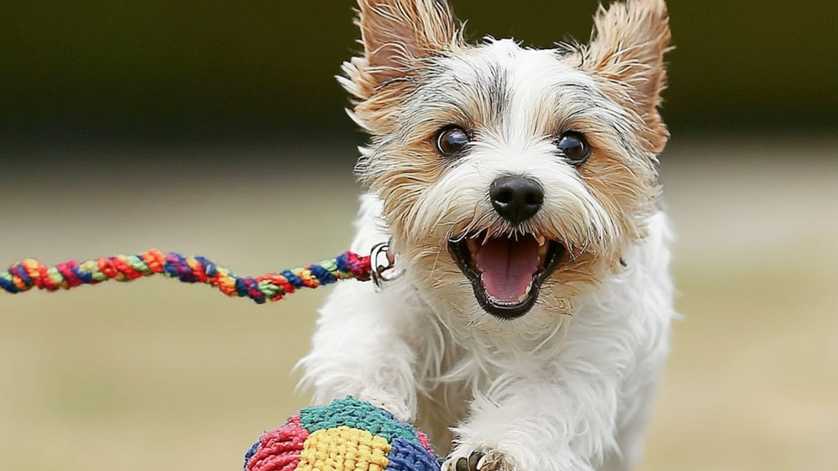 The Hottest Pet Fashion Trends You Need to See Post feature image