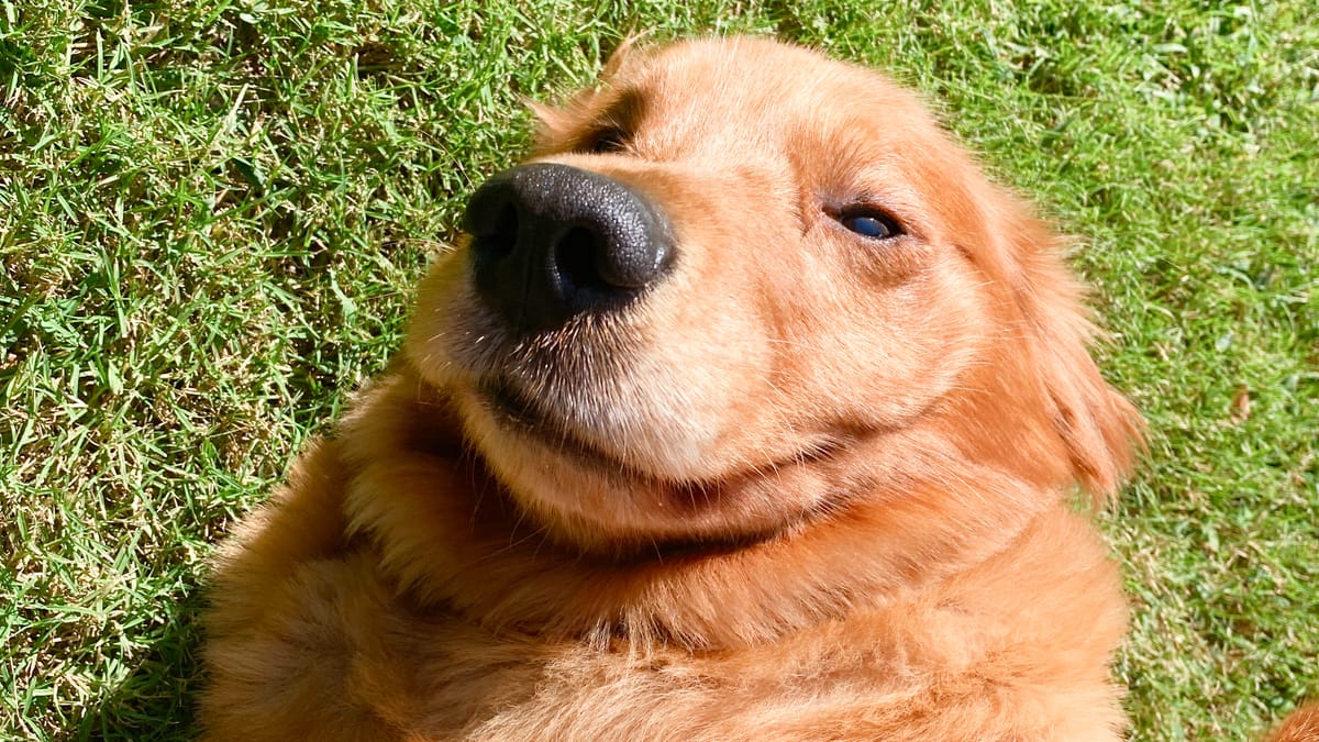 Chill Dog Challenge: Why Golden Retrievers Are Breaking the Internet Post feature image