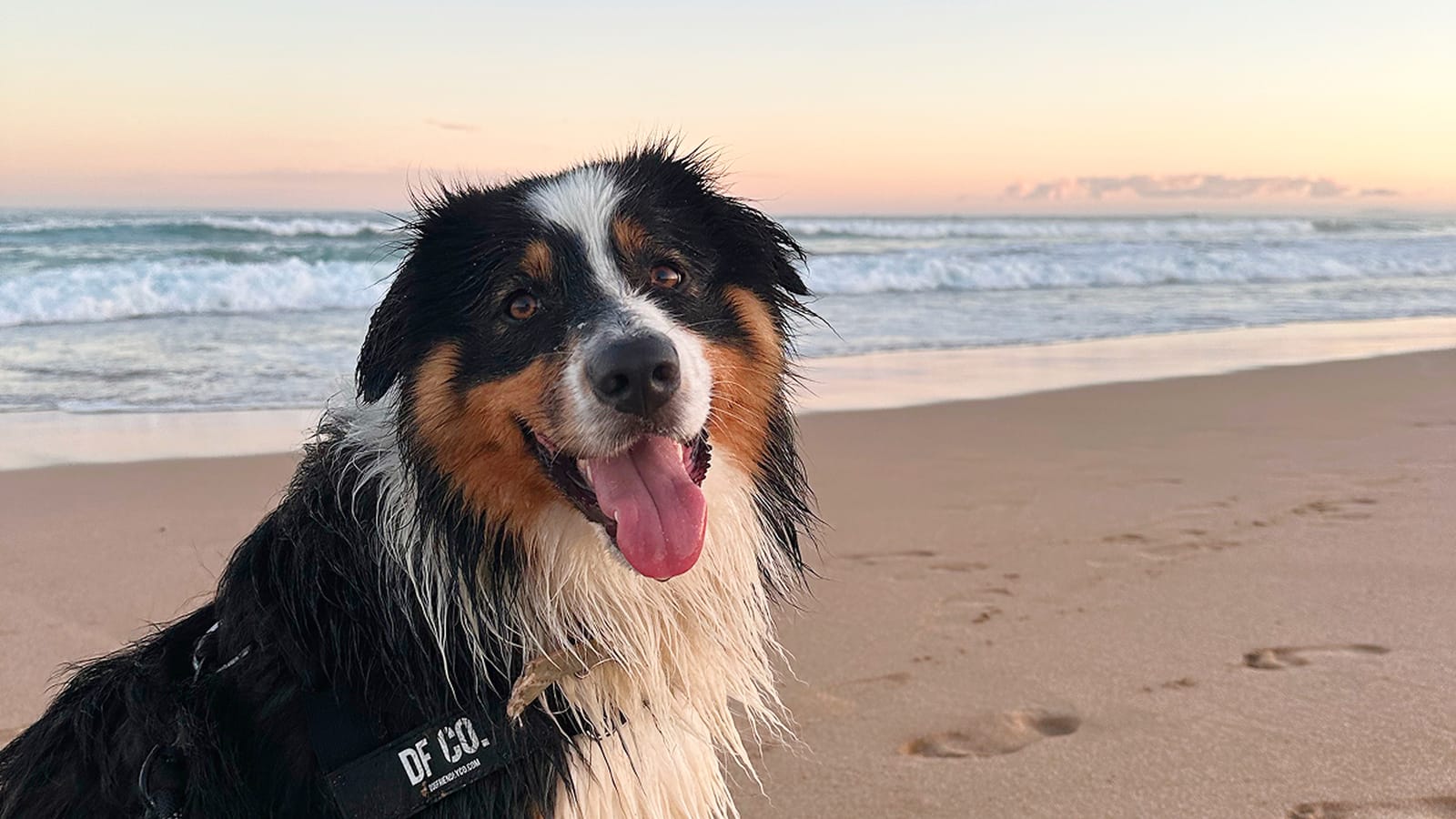 Why Surf Dogs Are the New Wave of Pet Influencers Post feature image