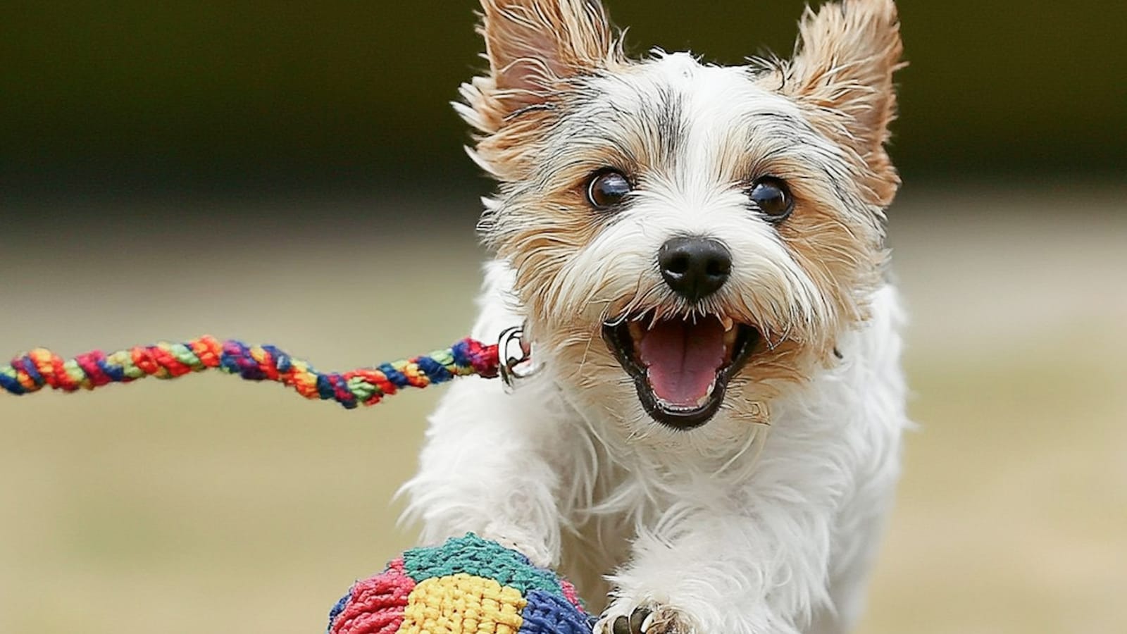 The Hottest Pet Fashion Trends You Need to See Post feature image