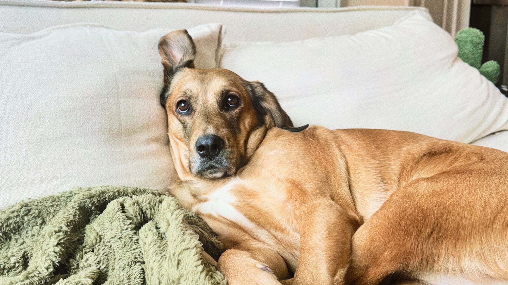Meet the Internet’s New Favorite Mood: The “Concerned Dog” Trend Post image